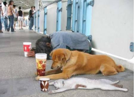 hachiko 2 yg nasibx makin tragis gan