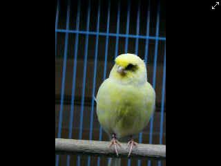 Terjual Burung Kenari Gloster Kaskus