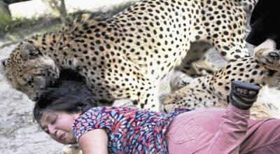Istri Di Terkam Cheetah, Suami Sibuk Memotret 