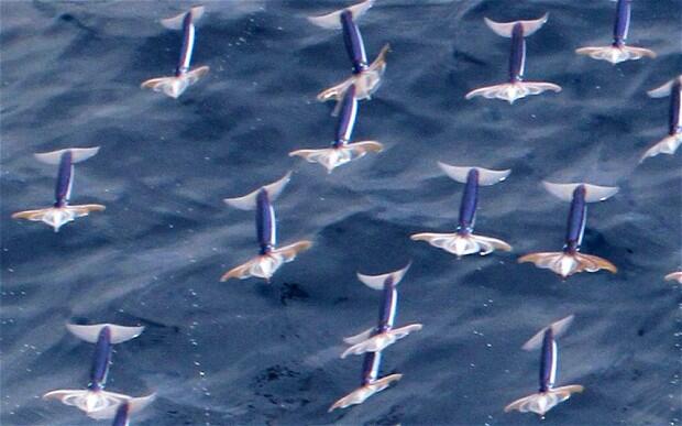 ada cumi cumi terbang gan???