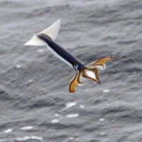 ada cumi cumi terbang gan???