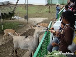 Wisata Kebun Binatang Bersama Si Kecil
