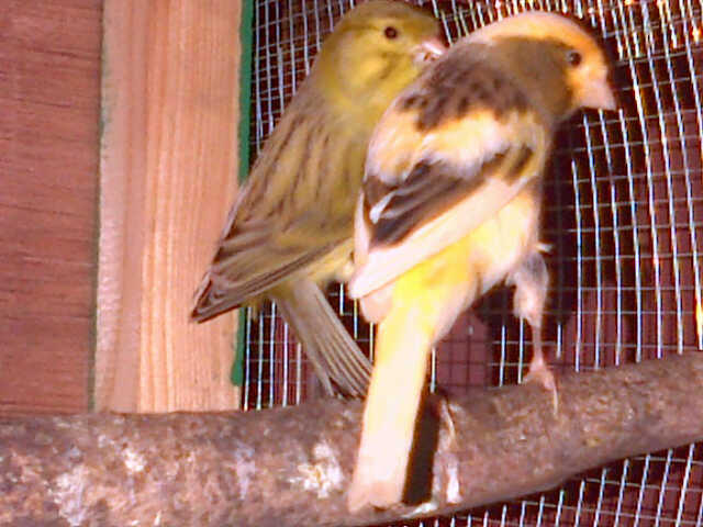 KENARI JANTAN IMPORT warna Hijau Ring MERAH ND 2012