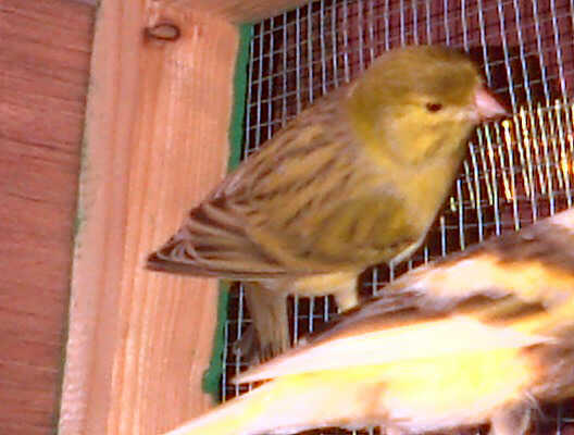 KENARI JANTAN IMPORT warna Hijau Ring MERAH ND 2012