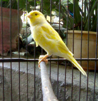 Terjual Kenari Af Mata Merah Kaskus