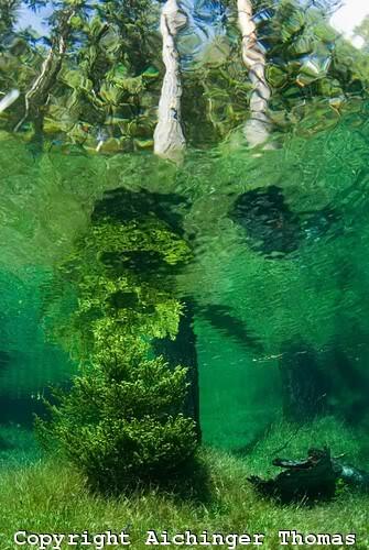 keindahan taman bawah air Green Lake Tragoess, Austria ( fenomena alam )