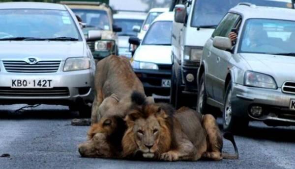 Dua singa main di tengah jalan, lalu lintas macet total