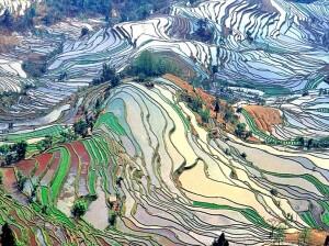 Wow, Ada Sawah yang Terlihat Seperti Lukisan
