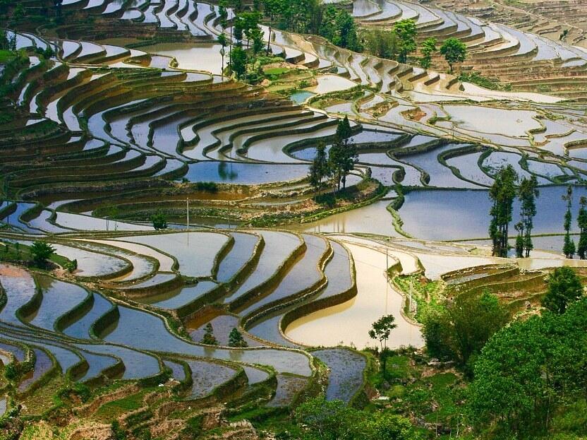 Wow, Ada Sawah yang Terlihat Seperti Lukisan