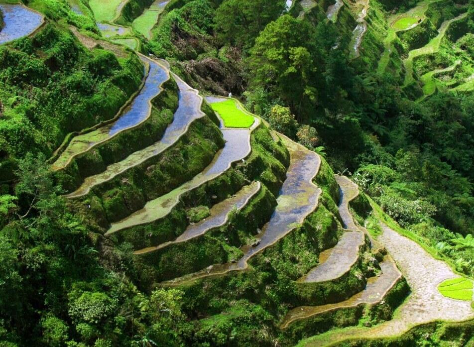 Wow, Ada Sawah yang Terlihat Seperti Lukisan