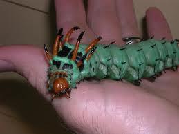 5 Binatang Dengan Bentuk Paling Menakutkan di Dunia