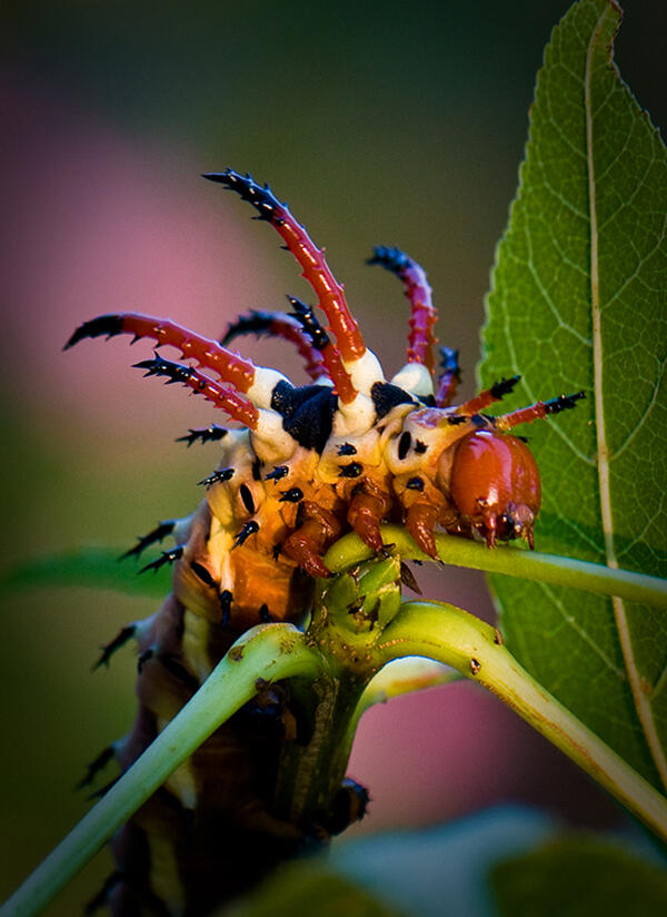 5 Binatang Dengan Bentuk Paling Menakutkan di Dunia