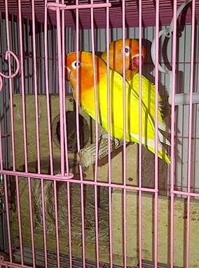 lovebird lutino indukan