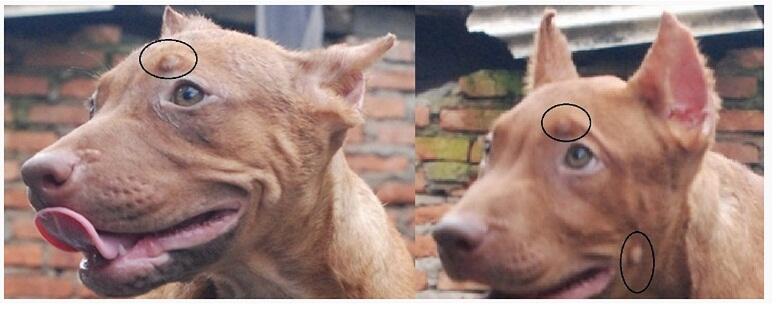 The American Pitbull Lover S Part 4 Page 298 Kaskus