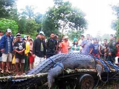 Satu Desa Berduka Ditinggal Buaya Raksasa