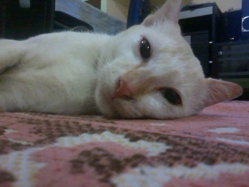 &#91;SHARE&#93; foto2 imut hewan peliharaan agan