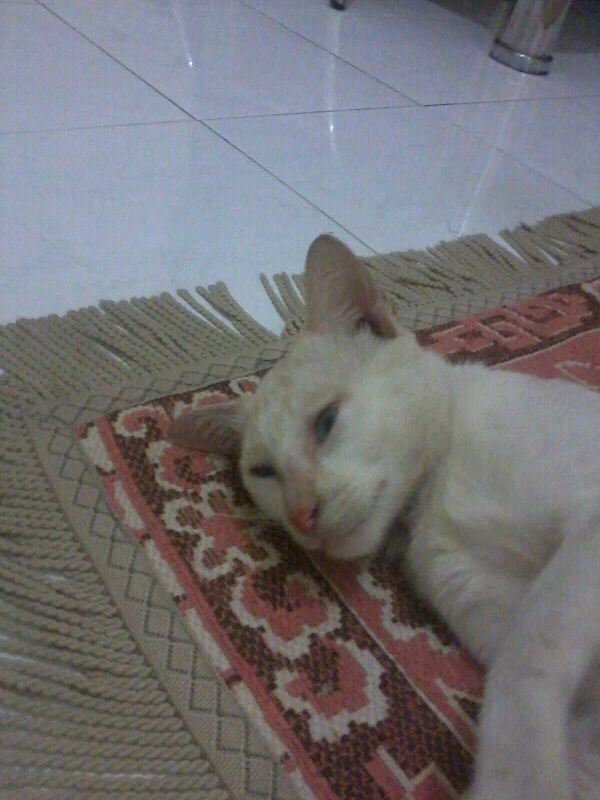 &#91;SHARE&#93; foto2 imut hewan peliharaan agan