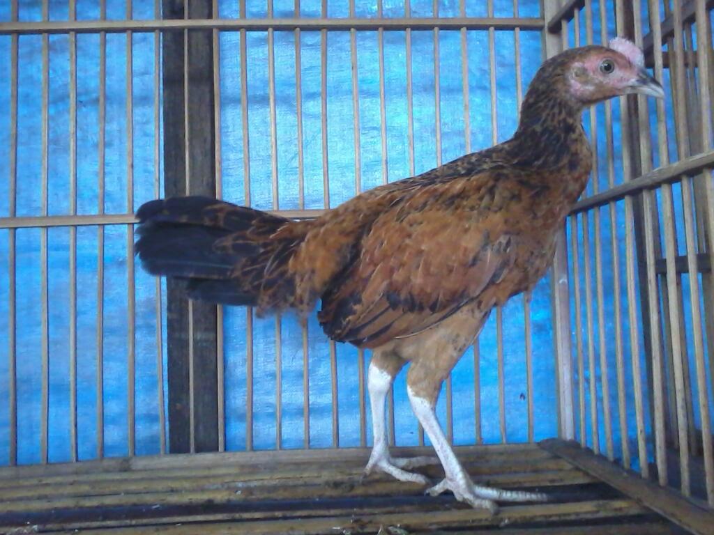 93 Gambar Ayam Umur 2 Bulan Terbaik 93 Gambar Ayam Umur 2 Bulan Terbaik