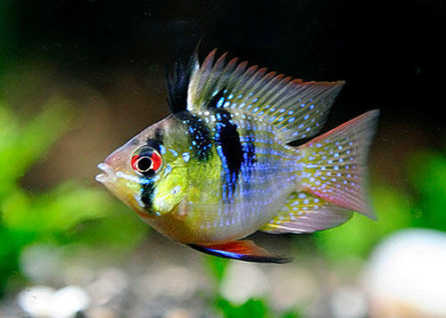 Ramirezi World Cantiknya Cichlid Mini Page 56 Kaskus