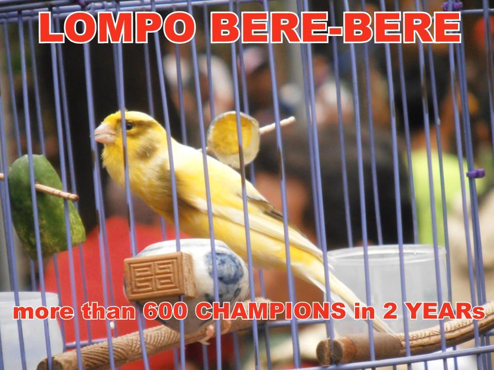 INFO KONTES Burung Berkicau (LATBER, LOMBA REGIONAL dan LOMBA NASIONAL)