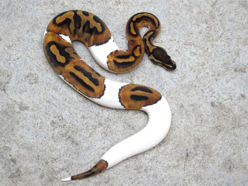 wts: pied ball python