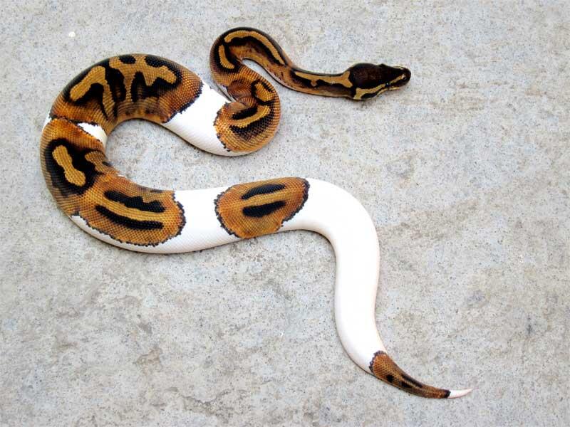 wts: pied ball python