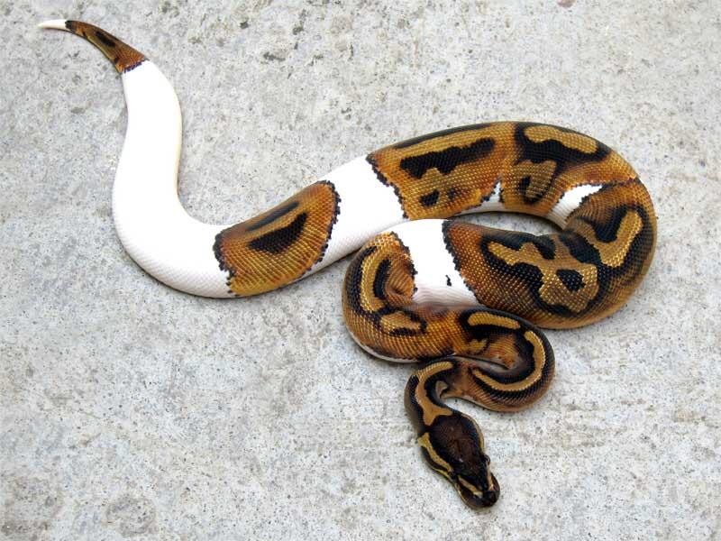 wts: pied ball python