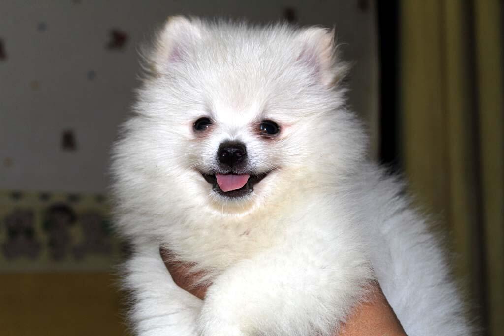 Terjual Jual Anjing Pom Kaskus