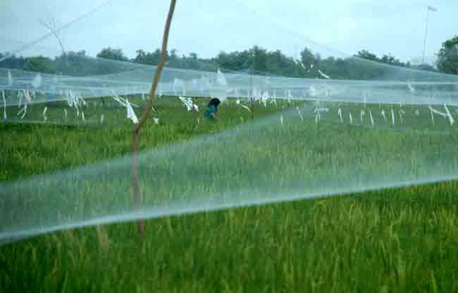 Terjual Jual Jaring Perangkap Burung Kaskus