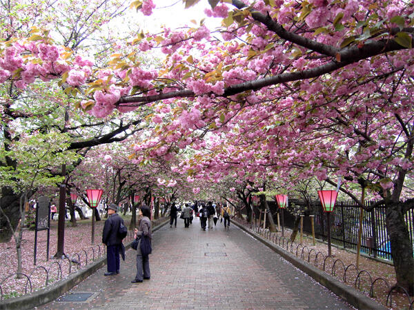 Tempat Terbaik Di Jepang Untuk Melihat Indahnya Sakura