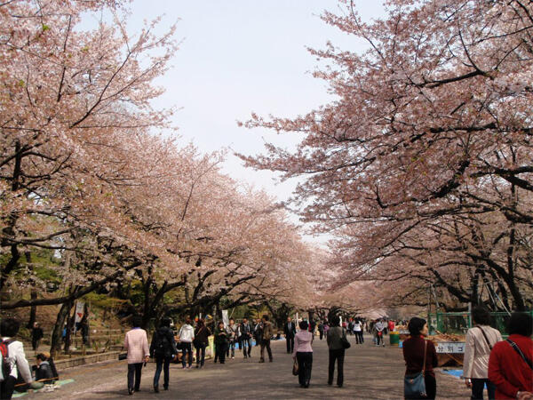 Tempat Terbaik Di Jepang Untuk Melihat Indahnya Sakura