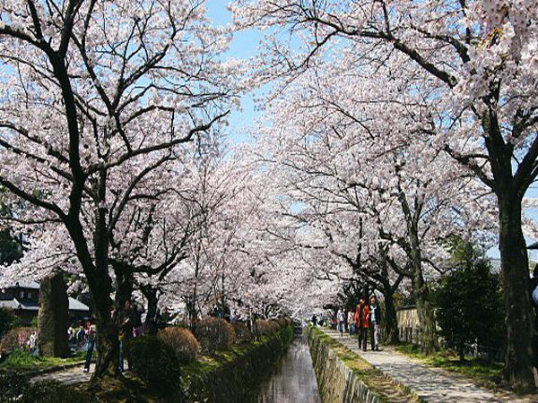 Tempat Terbaik Di Jepang Untuk Melihat Indahnya Sakura