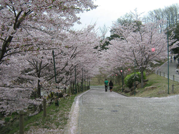 Tempat Terbaik Di Jepang Untuk Melihat Indahnya Sakura