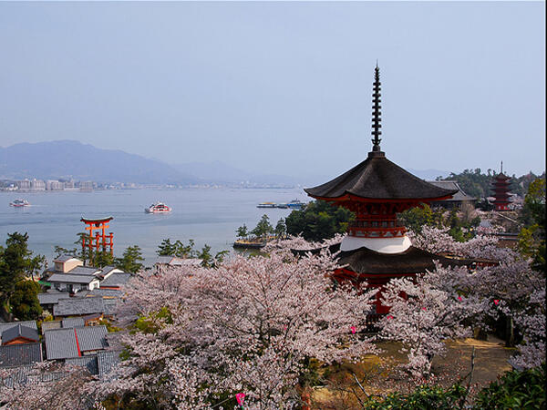 Tempat Terbaik Di Jepang Untuk Melihat Indahnya Sakura