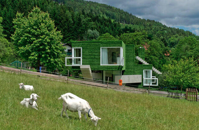 Keren, Rumah Hijau di Austria yang Berdinding Rumput