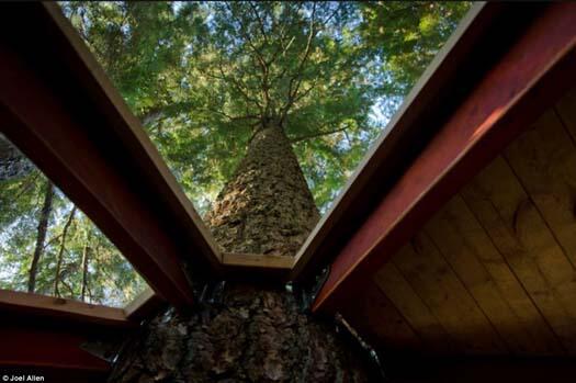 Joel Allen si Pembuat Hemloft (Rumah Pohon) di Hutan Whistler Kanada