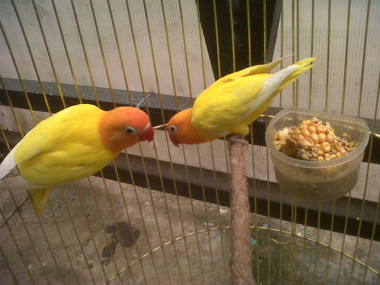 lovebird siap ternak,import dan lokal