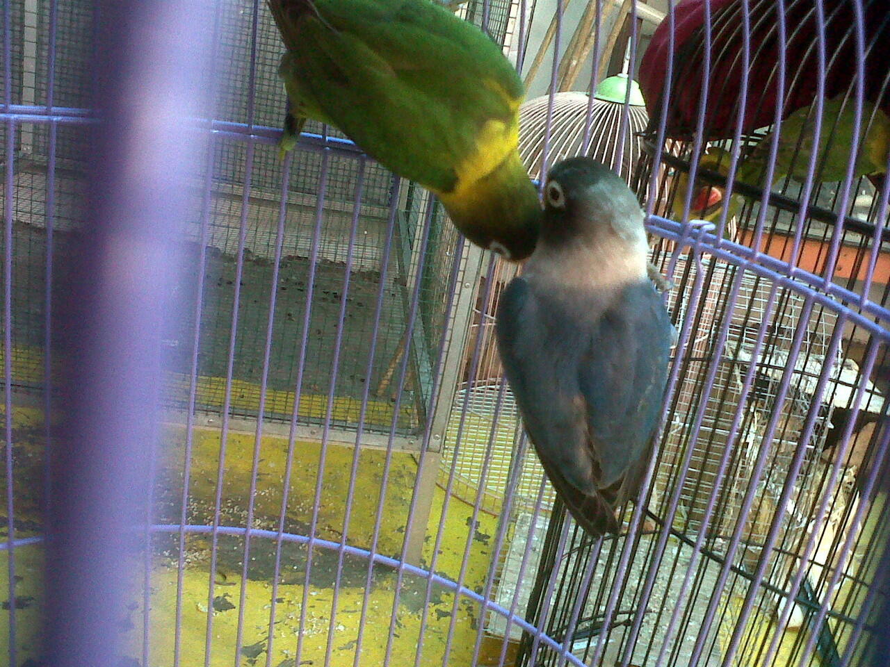 lovebird siap ternak,import dan lokal