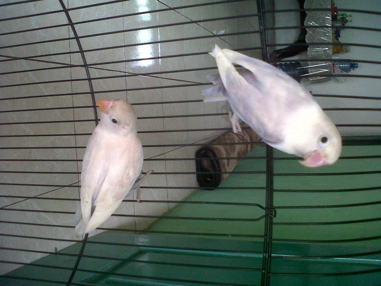 lovebird siap ternak,import dan lokal