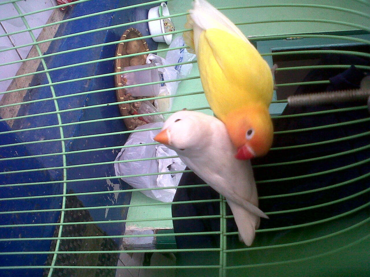 lovebird siap ternak,import dan lokal