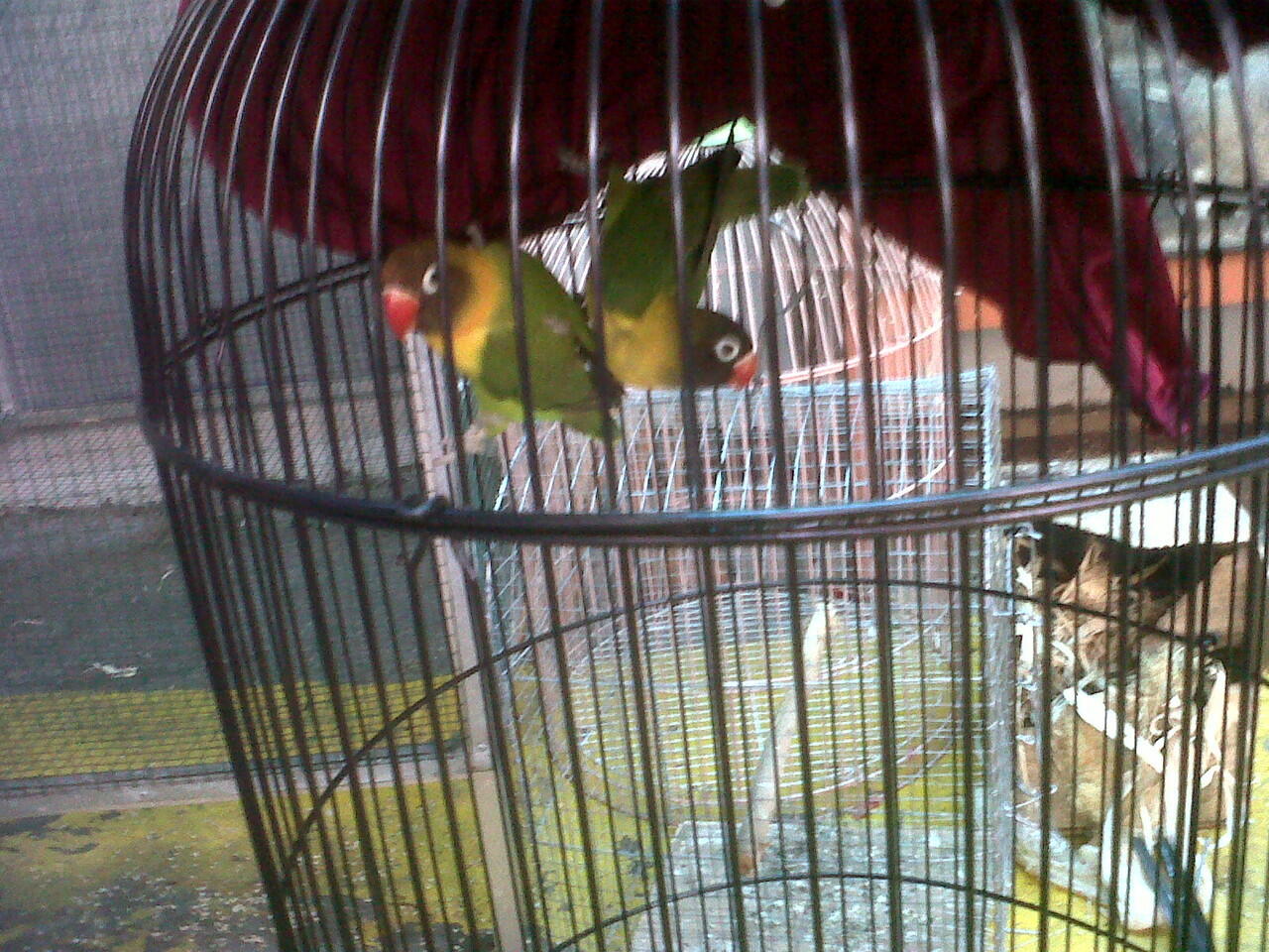 lovebird siap ternak,import dan lokal
