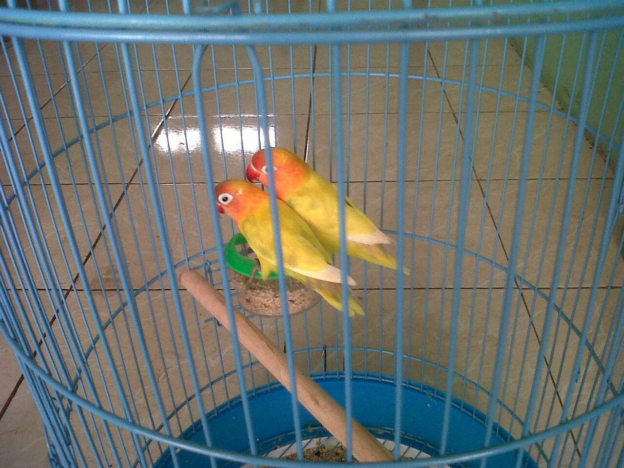 lovebird siap ternak,import dan lokal