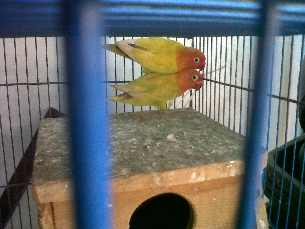 lovebird siap ternak,import dan lokal