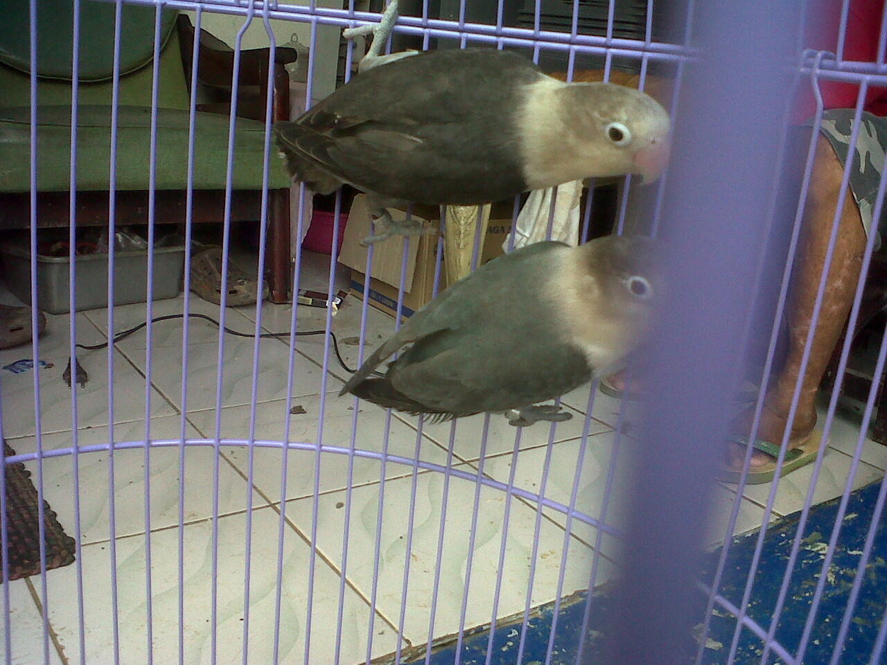 lovebird siap ternak,import dan lokal