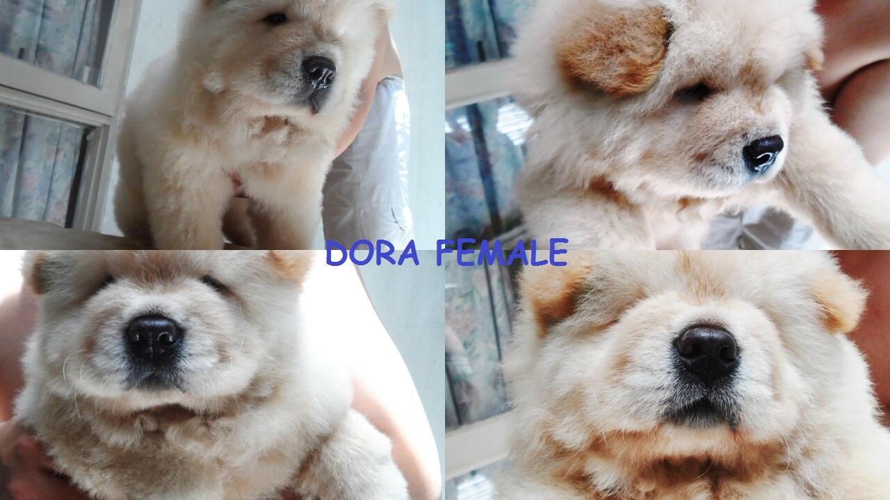 Terjual Dijual Anak Anjing Chow Chow Betina Dan Jantan Kaskus