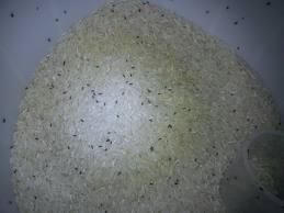 jenis jenis beras yang sering di temukan di indonesia