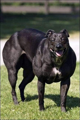 Anjing binaragawan