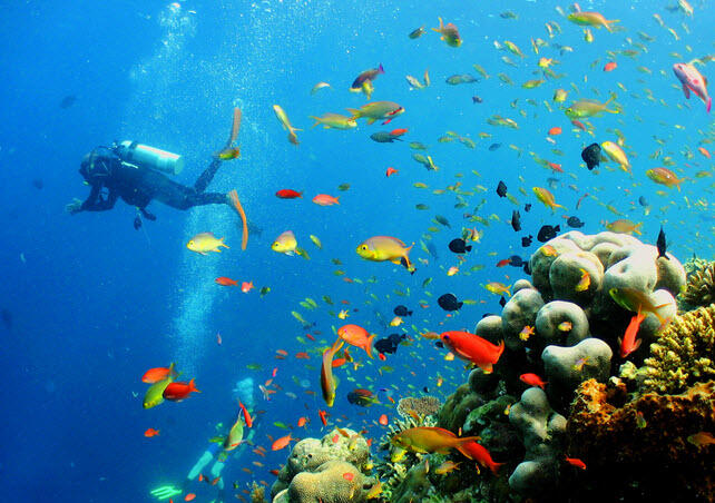 10 Tempat Diving terbaik Asia, 4 diantaranya ada di Indonesia