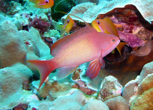 10 Tempat Diving terbaik Asia, 4 diantaranya ada di Indonesia