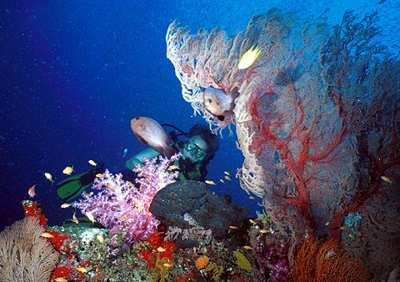 10 Tempat Diving terbaik Asia, 4 diantaranya ada di Indonesia